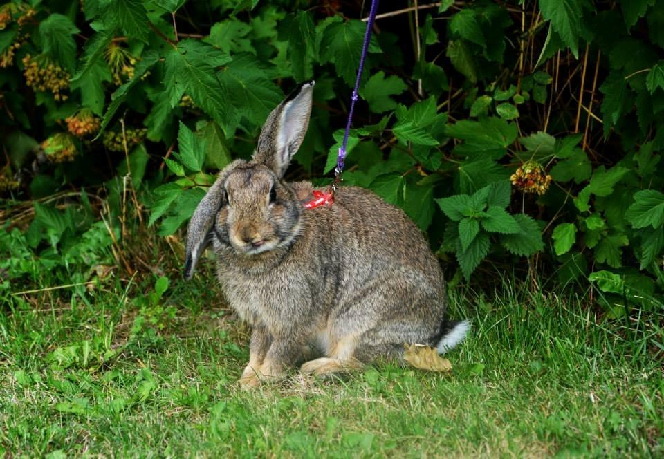 Kanin Lyngs Zero To Hero billede 9