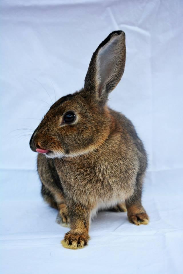 Kanin Lyngs Zero To Hero billede 5