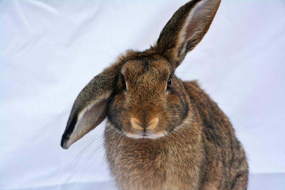 Kanin Lyngs Zero To Hero billede 4