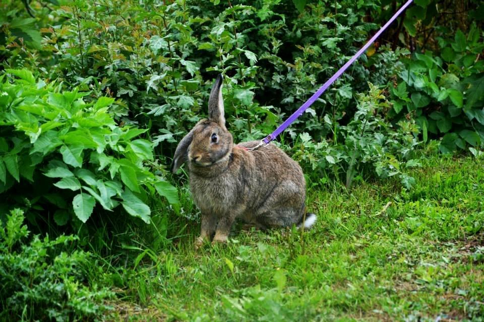 Kanin Lyngs Zero To Hero billede 10