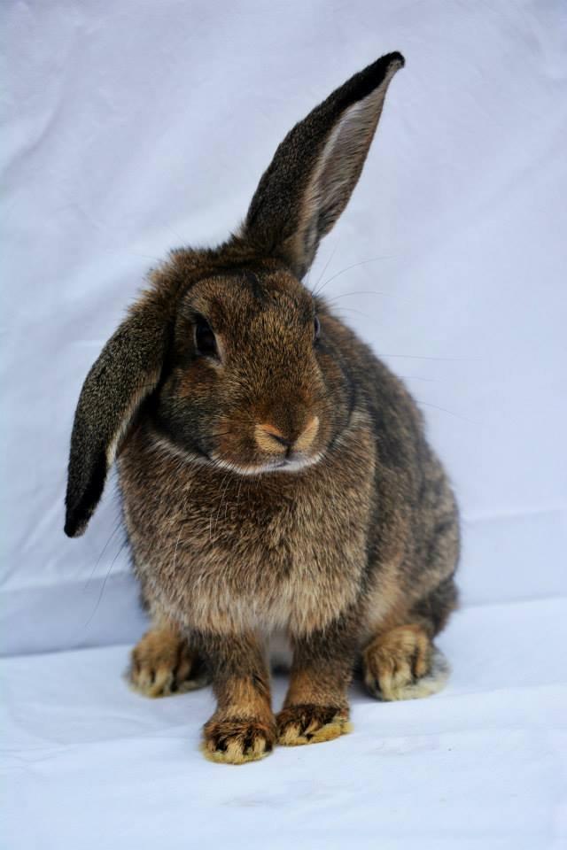 Kanin Lyngs Zero To Hero billede 6