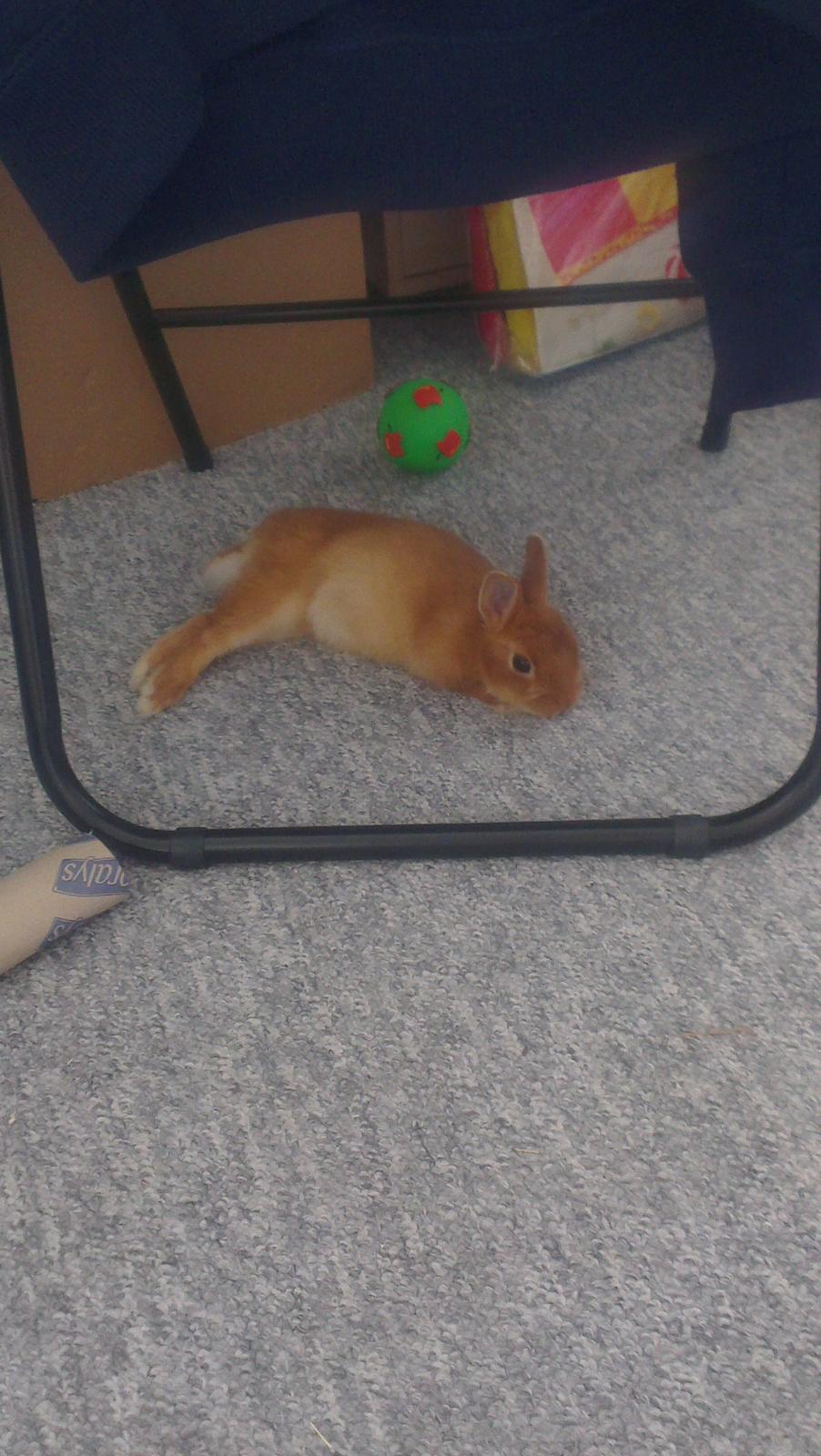 Kanin Luke billede 6