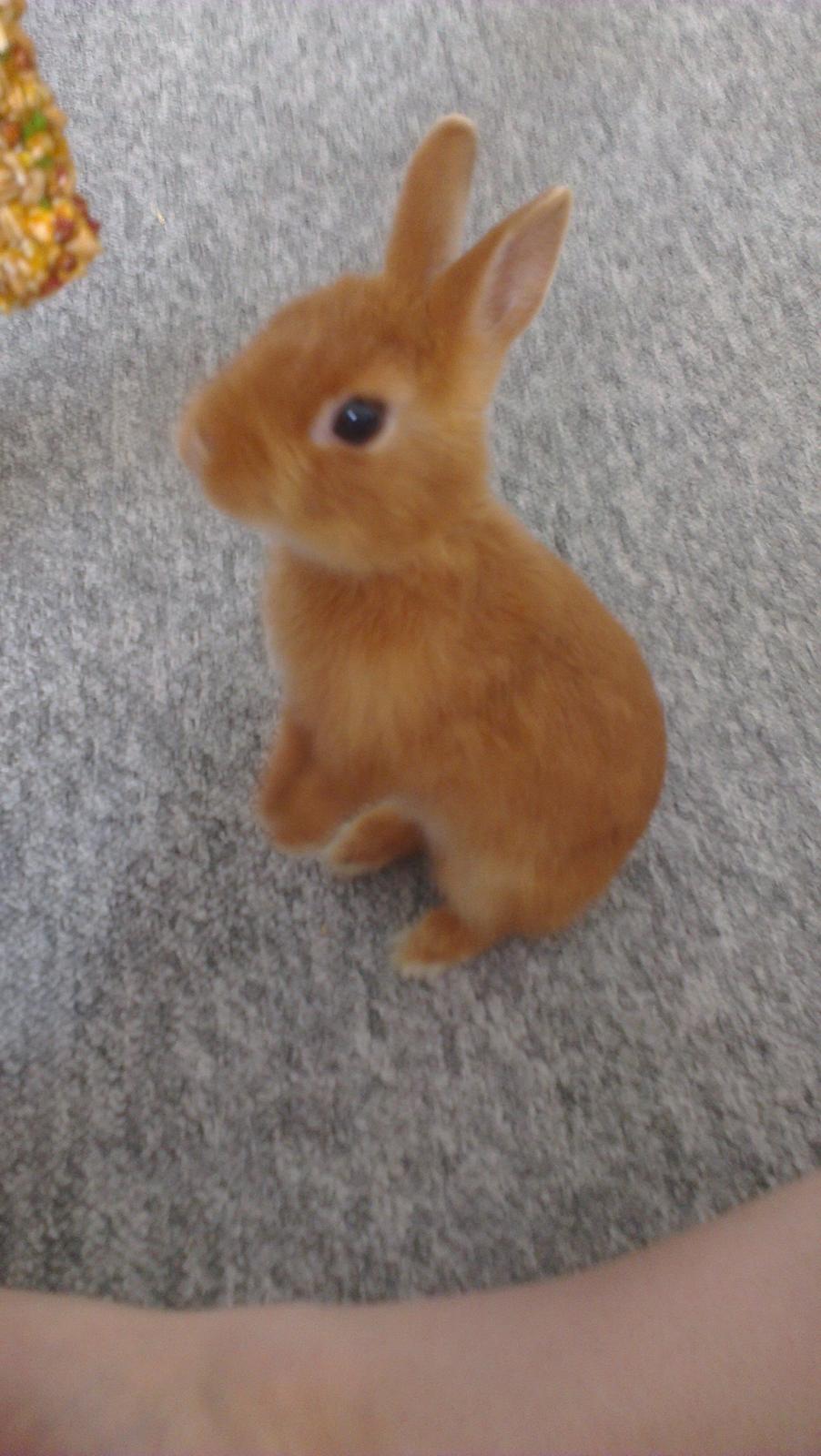 Kanin Luke billede 7