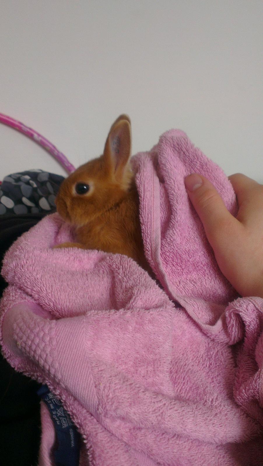 Kanin Luke billede 8