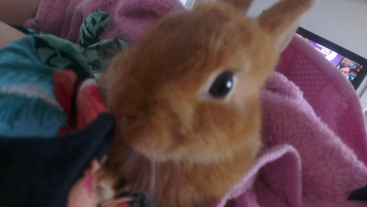 Kanin Luke billede 9