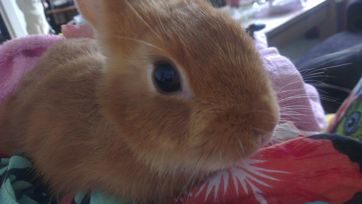 Kanin Luke billede 10