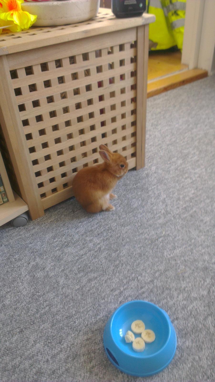 Kanin Luke billede 11