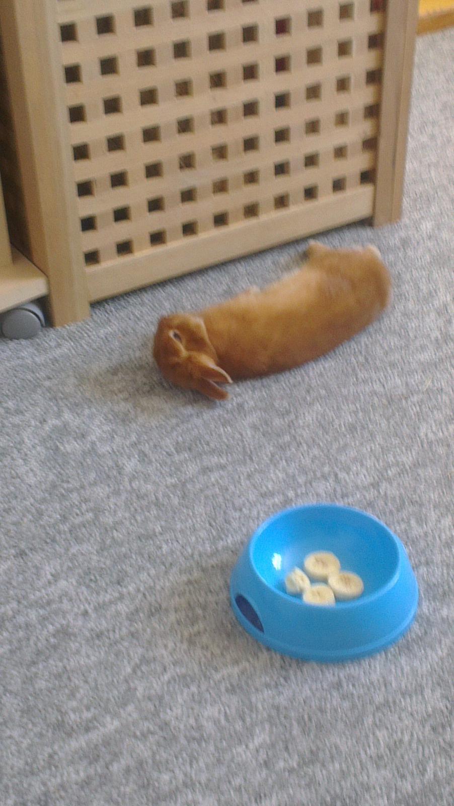 Kanin Luke billede 12