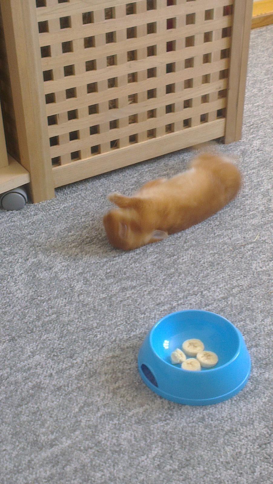 Kanin Luke billede 13