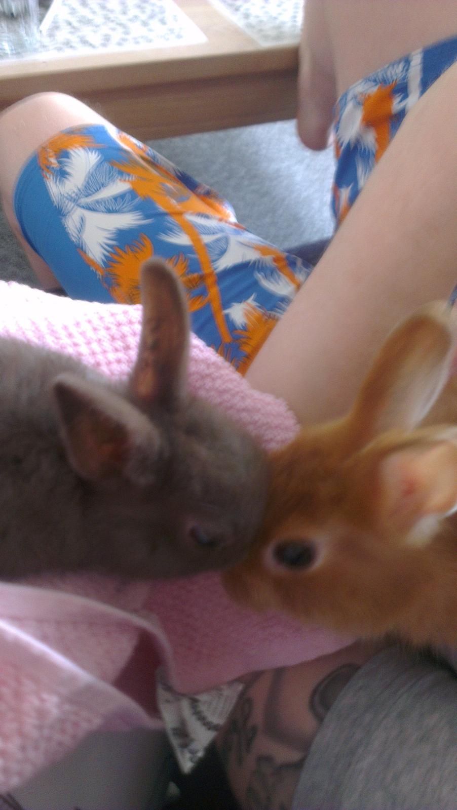 Kanin Luke billede 15