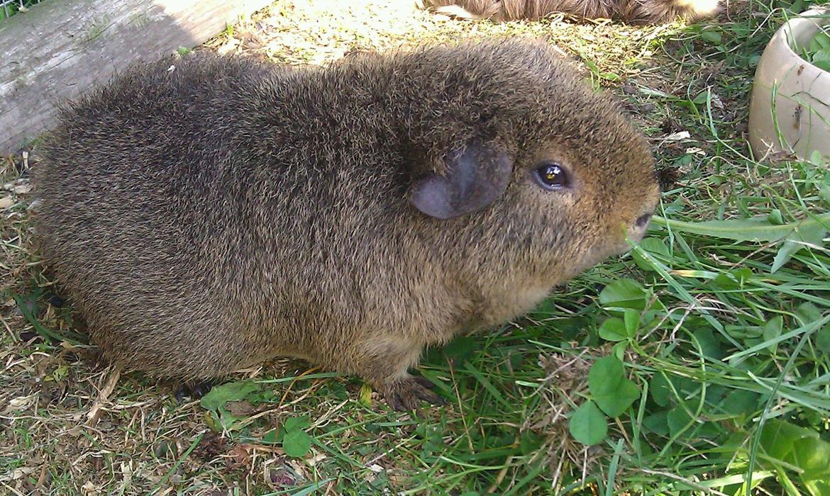 Marsvin Costalinkas LAURA billede 18