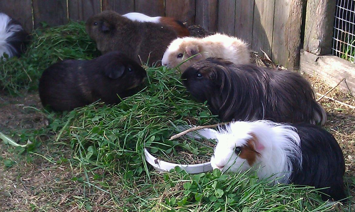 Marsvin Costalinkas LAURA billede 19