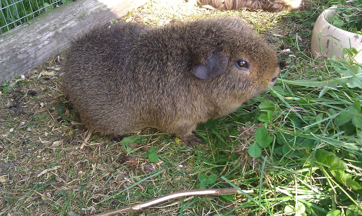 Marsvin Costalinkas LAURA billede 20