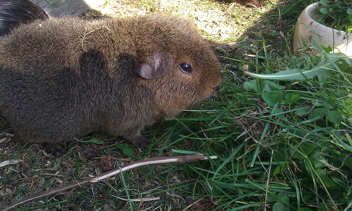 Marsvin Costalinkas LAURA billede 21