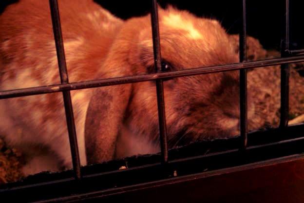 Kanin Team Fluffhop's Sir Plet - Modelfoto af Sir Plet<3 billede 2