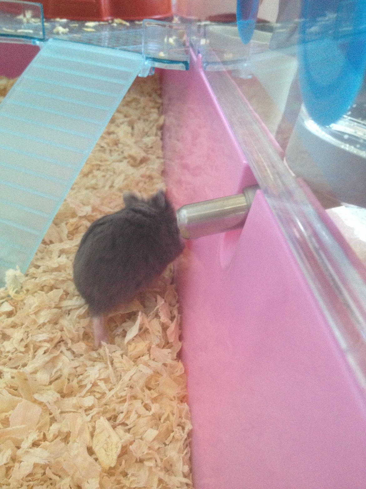 Dværghamster Liam billede 1