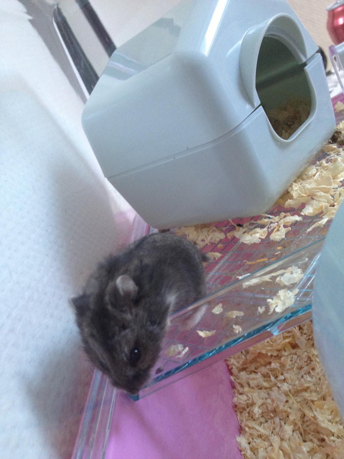 Dværghamster Liam billede 2