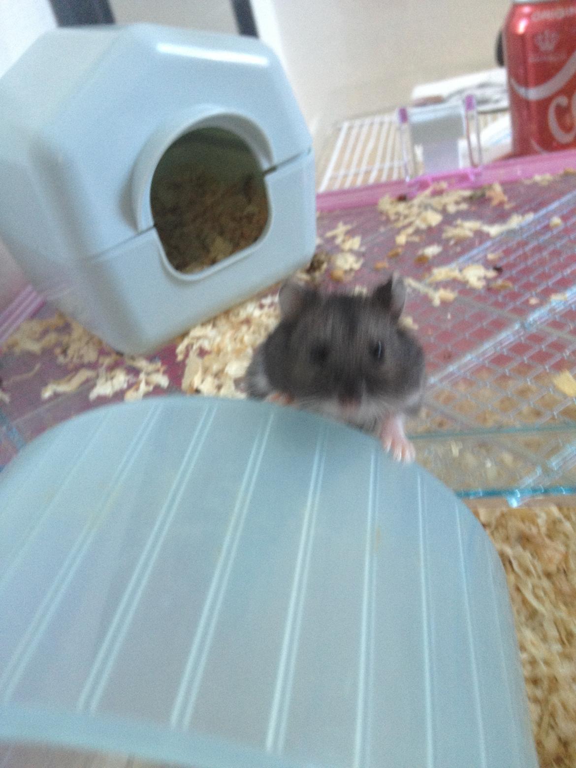 Dværghamster Liam billede 3