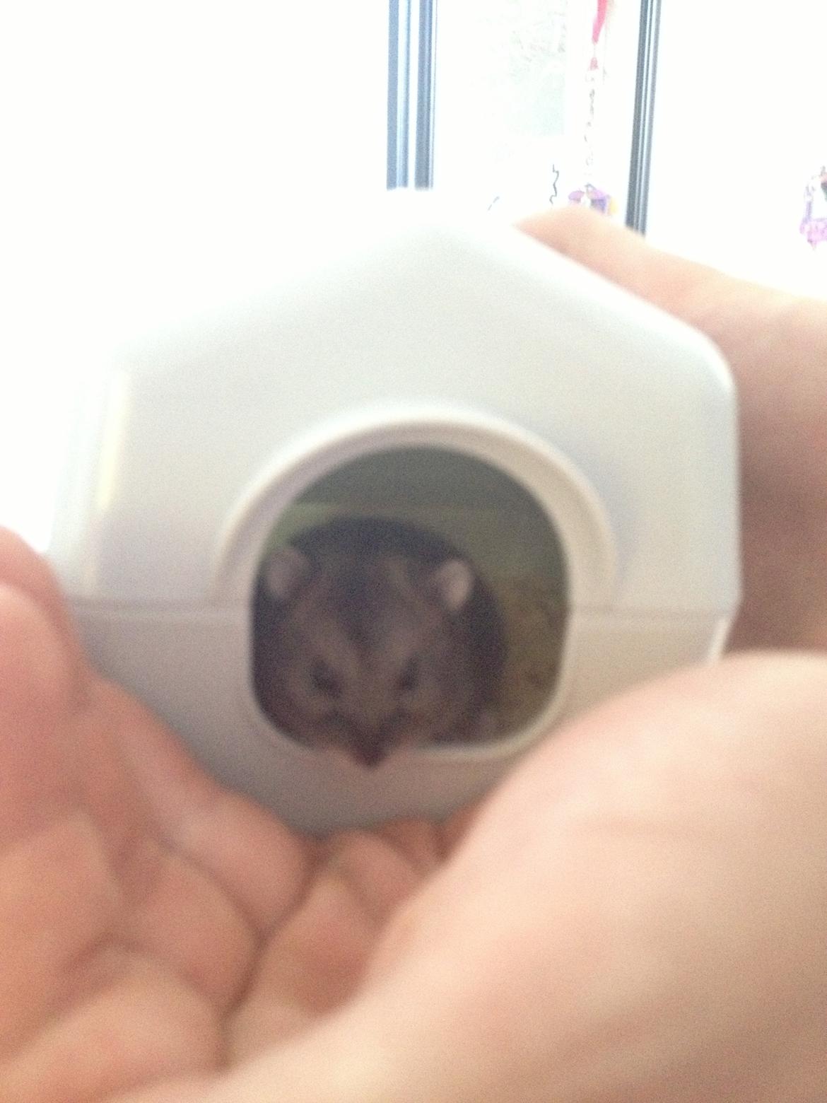 Dværghamster Liam billede 4