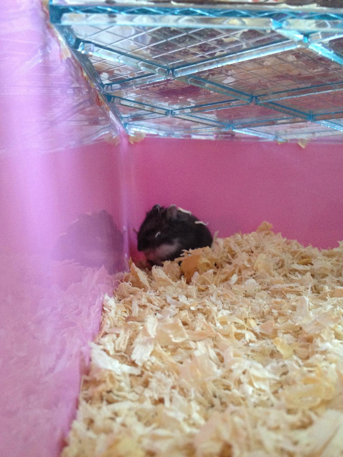 Dværghamster Liam billede 5