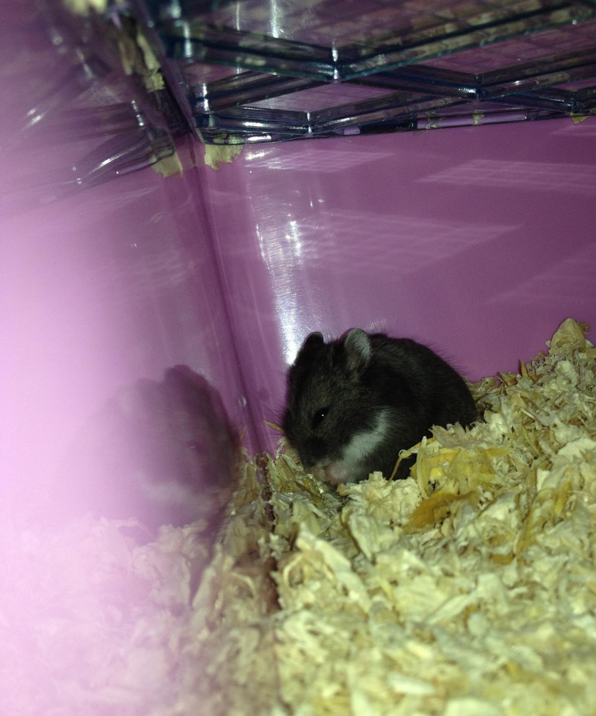 Dværghamster Liam billede 6