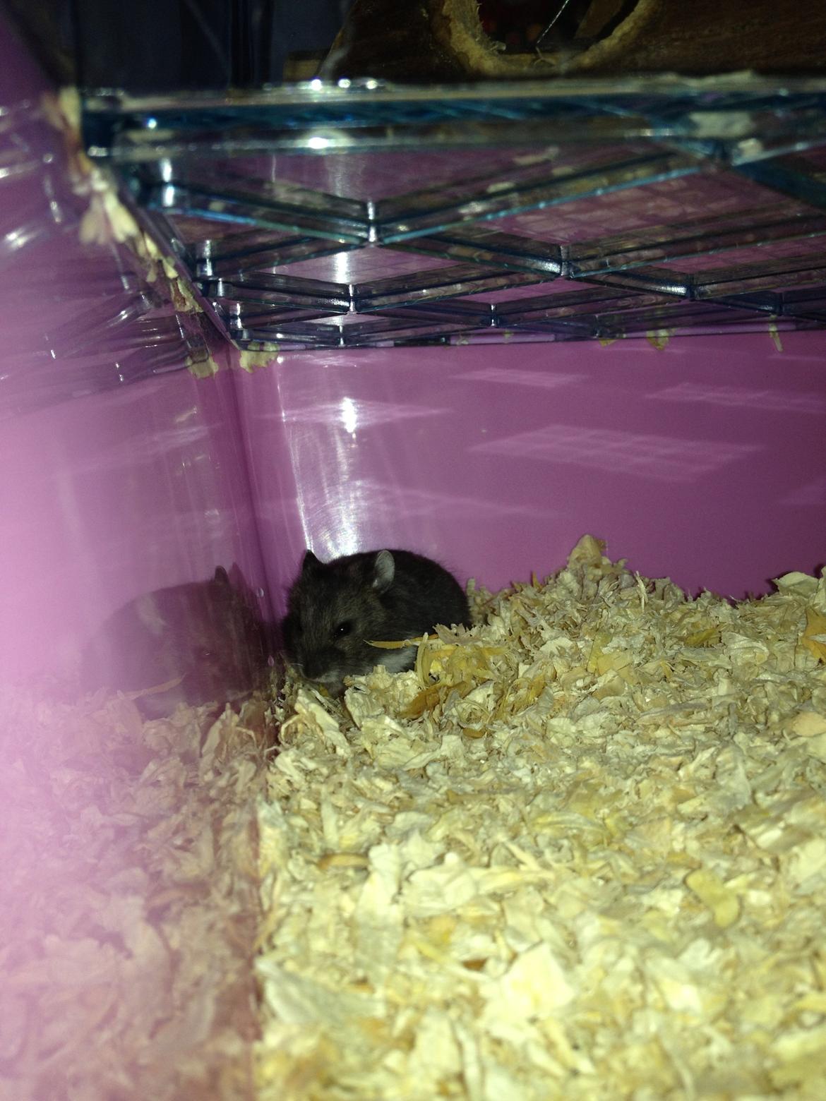 Dværghamster Liam billede 7