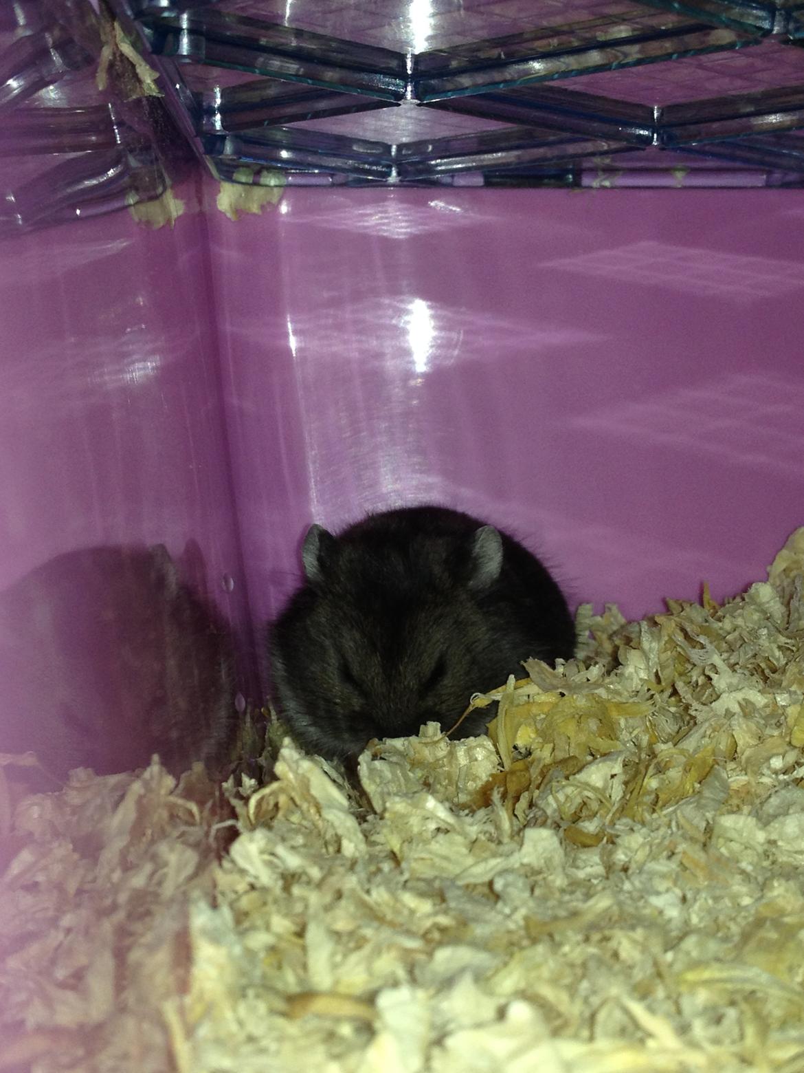 Dværghamster Liam billede 8