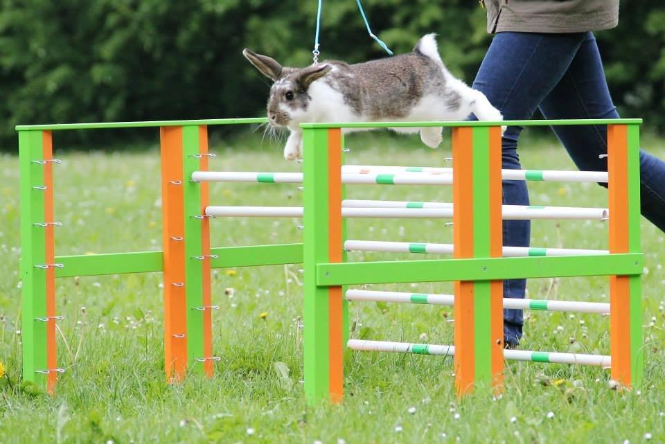 Kanin Winds Fuji billede 5