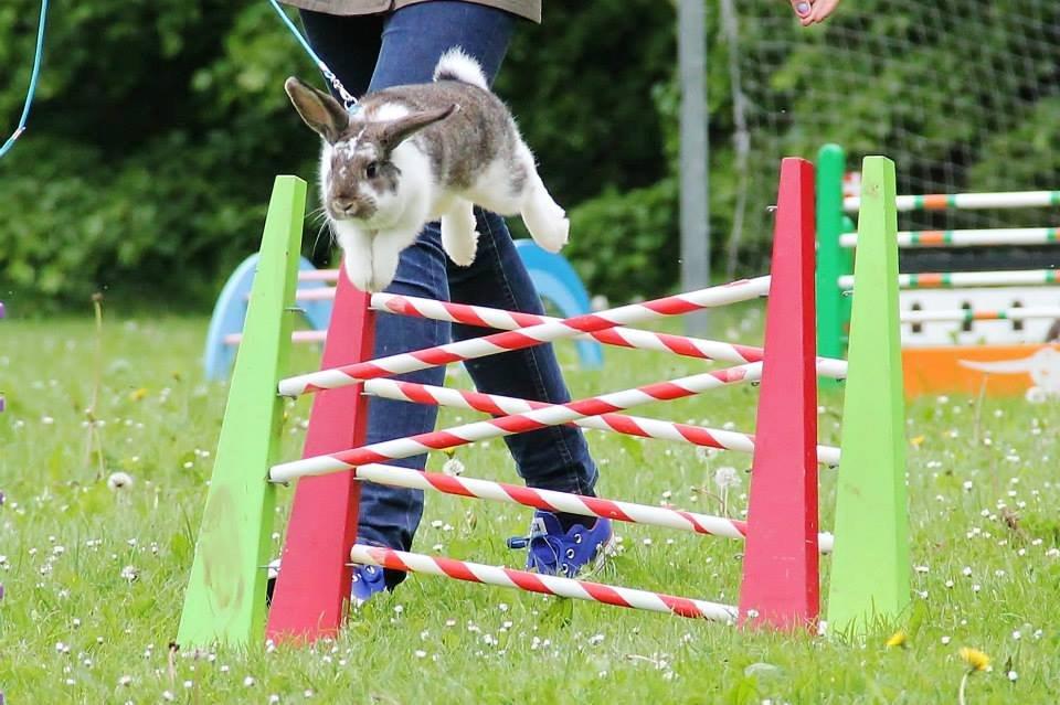 Kanin Winds Fuji billede 1