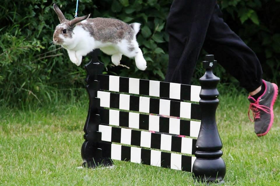 Kanin Winds Fuji billede 13