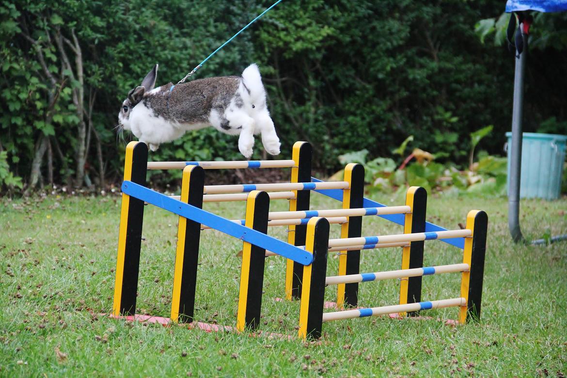 Kanin Winds Fuji billede 15