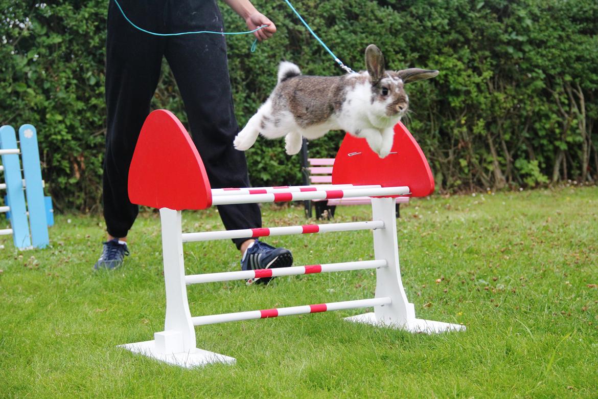 Kanin Winds Fuji billede 9