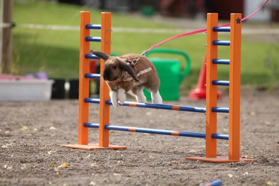 Kanin Shamigos Akitakata av Snöflingan billede 7