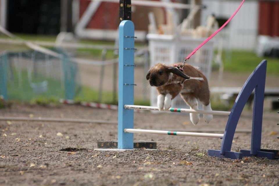 Kanin Shamigos Akitakata av Snöflingan billede 10