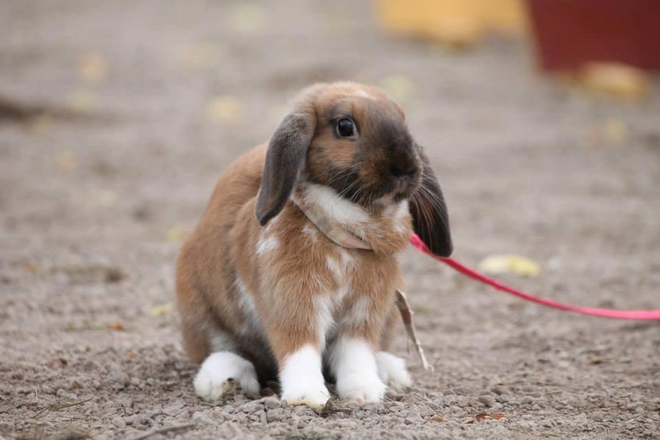 Kanin Shamigos Akitakata av Snöflingan billede 5