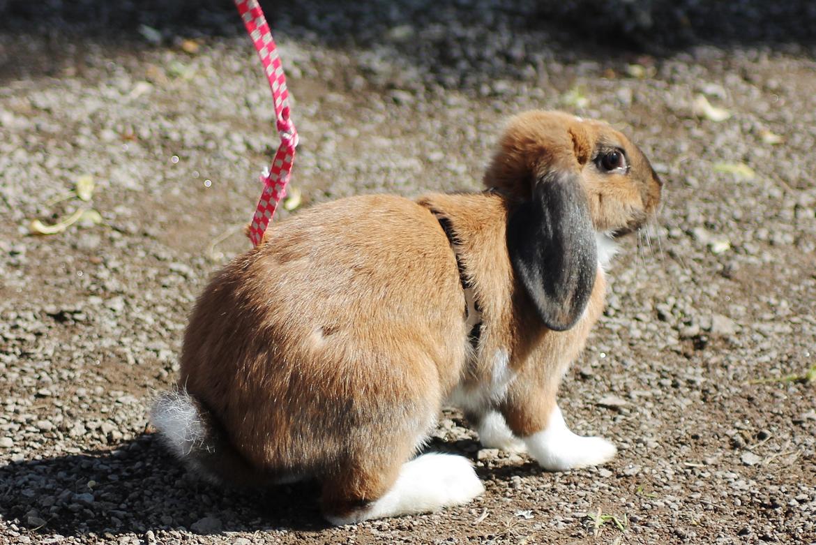 Kanin Shamigos Akitakata av Snöflingan billede 9