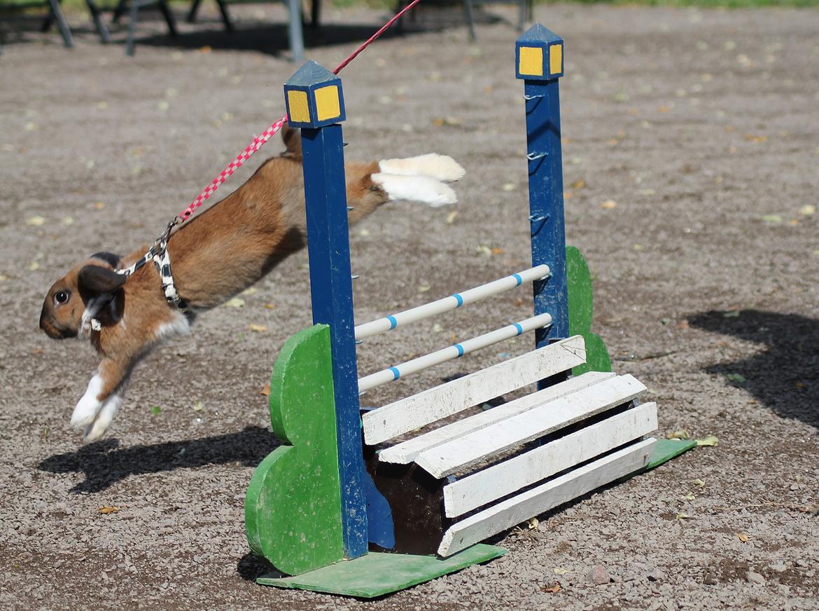 Kanin Shamigos Akitakata av Snöflingan billede 4