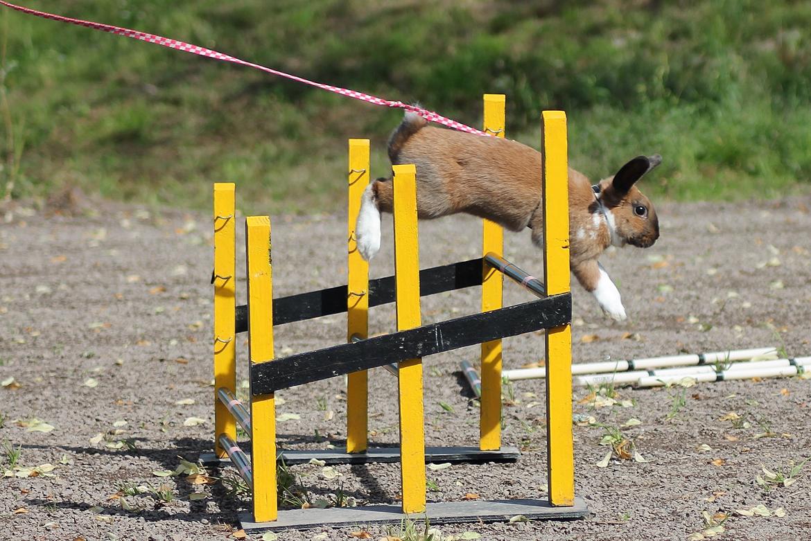 Kanin Shamigos Akitakata av Snöflingan billede 8