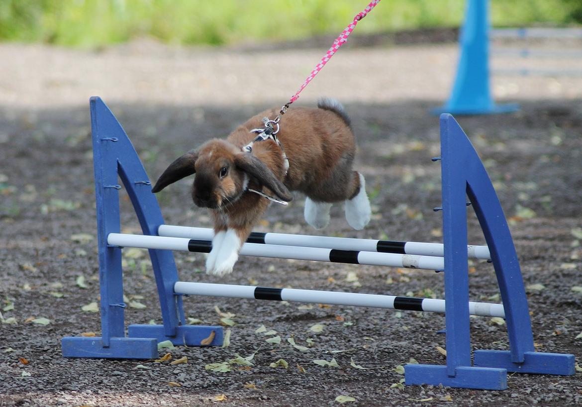 Kanin Shamigos Akitakata av Snöflingan billede 17