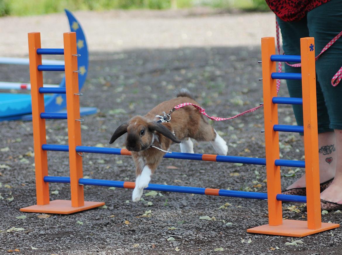 Kanin Shamigos Akitakata av Snöflingan billede 18