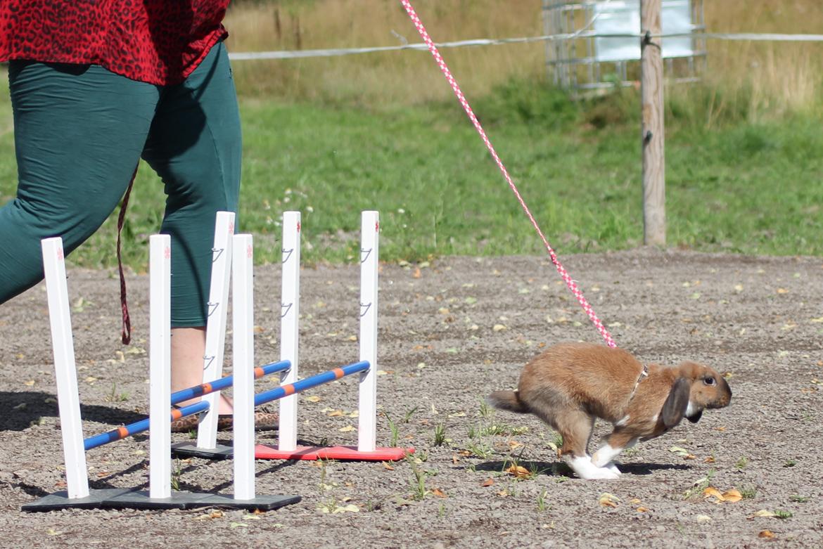 Kanin Shamigos Akitakata av Snöflingan billede 19