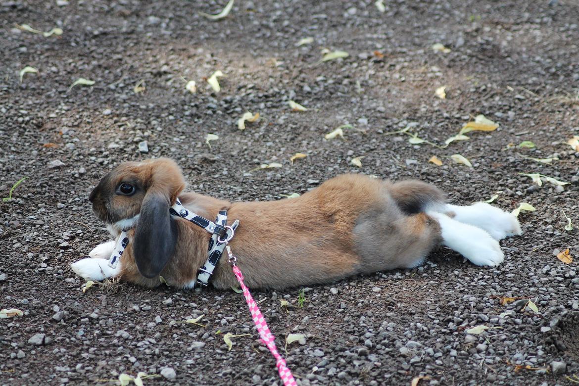 Kanin Shamigos Akitakata av Snöflingan billede 13