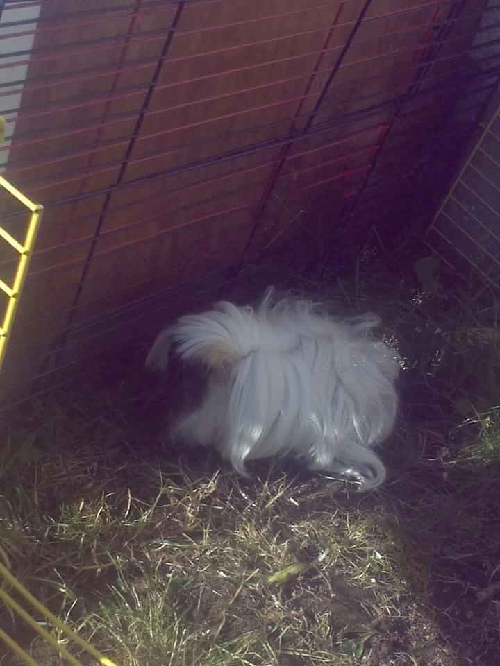 Marsvin *Dexter* (aflivet) billede 8