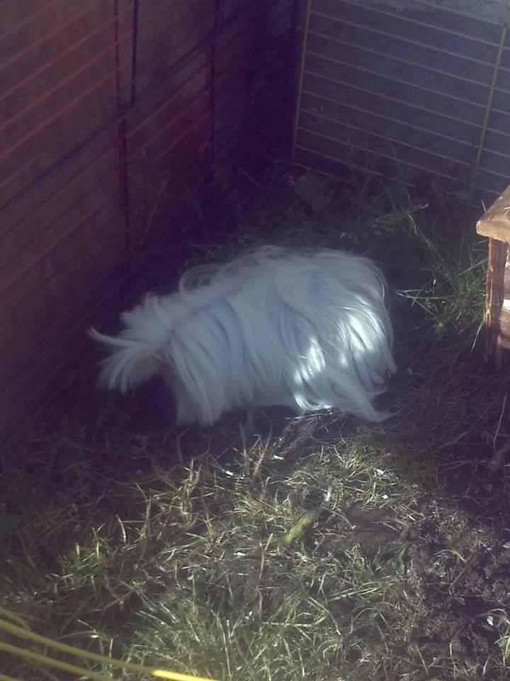 Marsvin *Dexter* (aflivet) billede 9