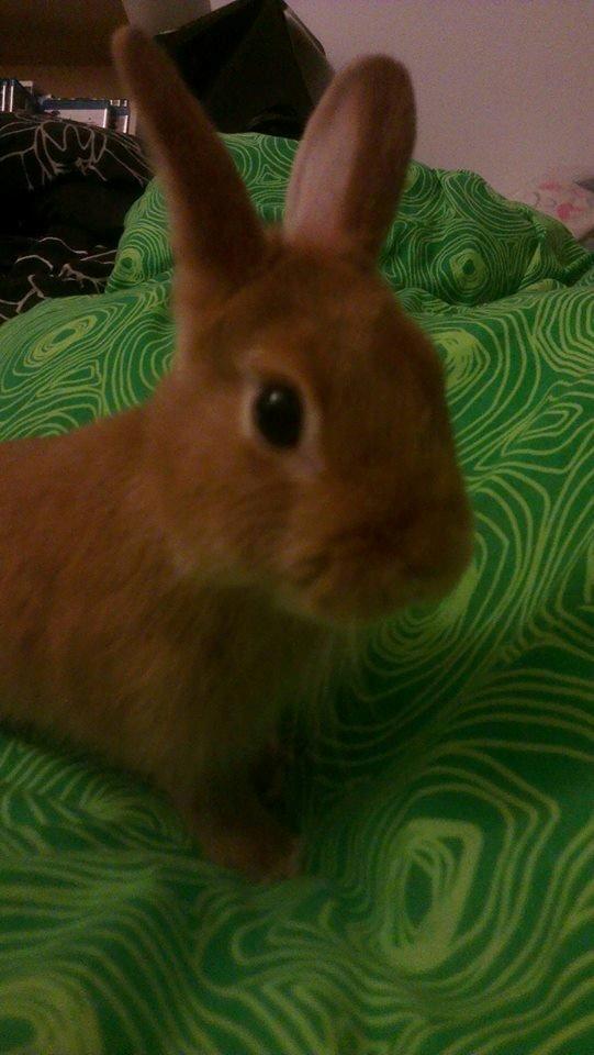 Kanin Luke - Jeg var ked af det, så jeg lå i sengen, Luke syntes ikke jeg skulle være alene. Amen han er så dejlig! billede 16