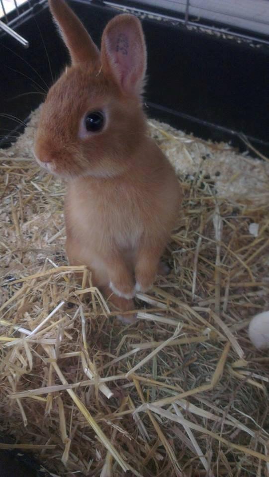 Kanin Luke - "Allan? Allan? No wait, maybe its Steve? .... 
Steve? Steve? billede 17