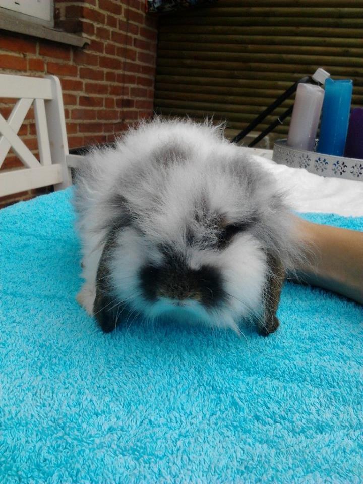 Kanin *Arne* (aflivet) billede 3