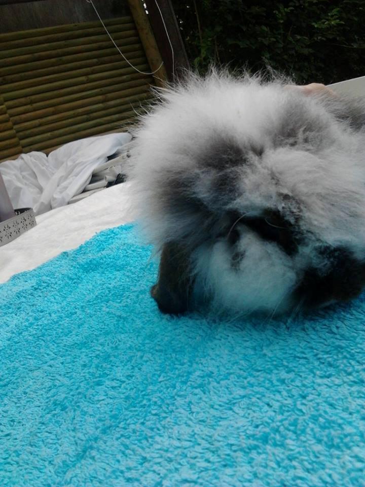 Kanin *Arne* (aflivet) billede 4