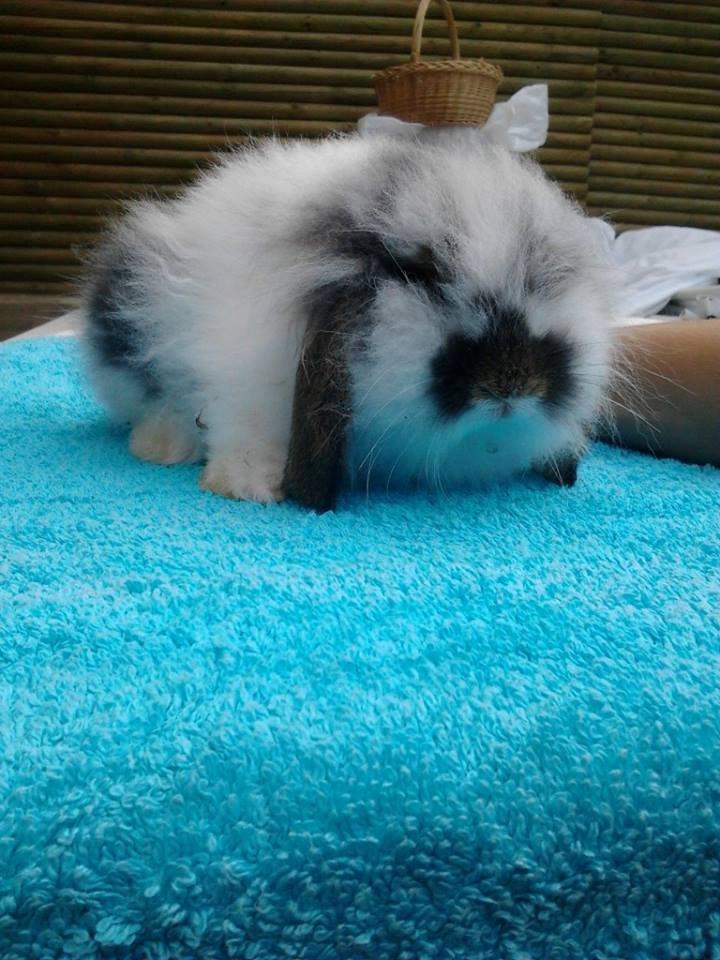 Kanin *Arne* (aflivet) billede 5