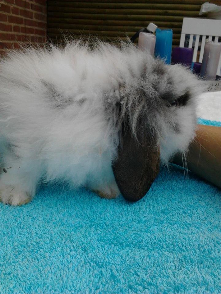 Kanin *Arne* (aflivet) billede 6